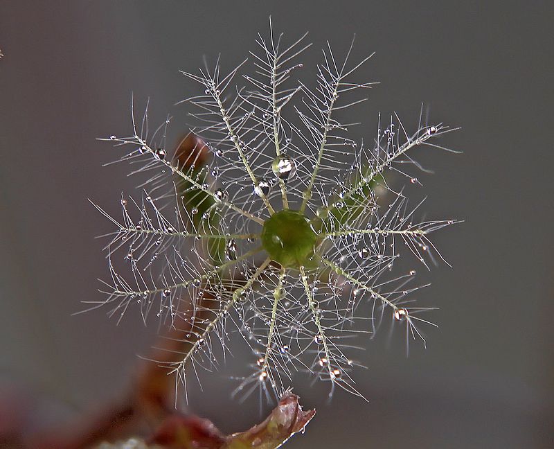 Звёздочкаphoto preview