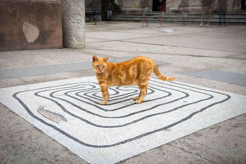 Nel mezzo del cammin di nostra vita, me... sono perso...photo preview