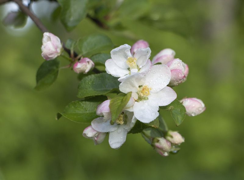 яблоня цветы photo preview