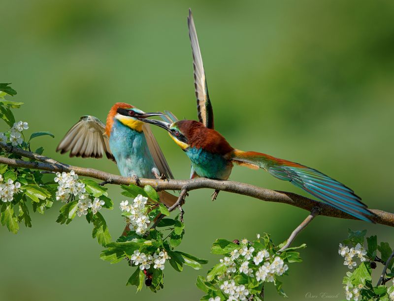 птицы щурки Клювопожатиеphoto preview