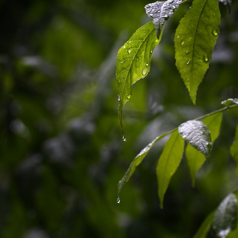 После дождяphoto preview