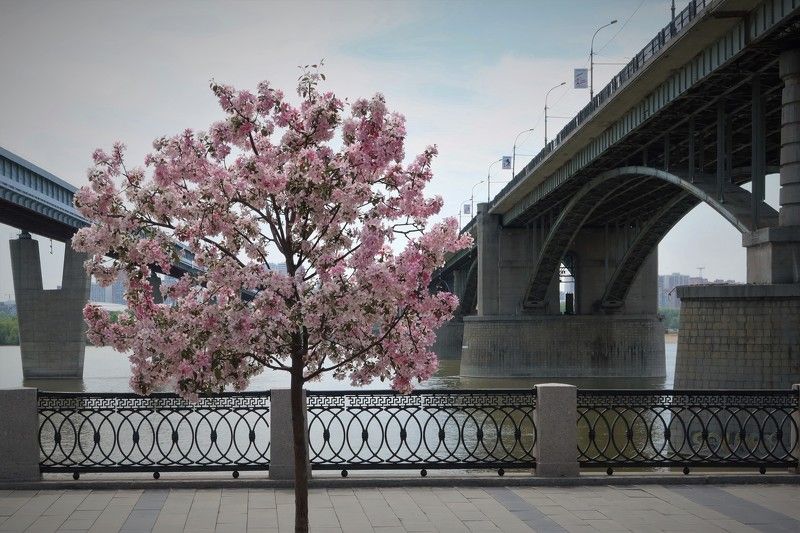 город,дерево,яблоня,новосибирск,мосты Между двух мостовphoto preview
