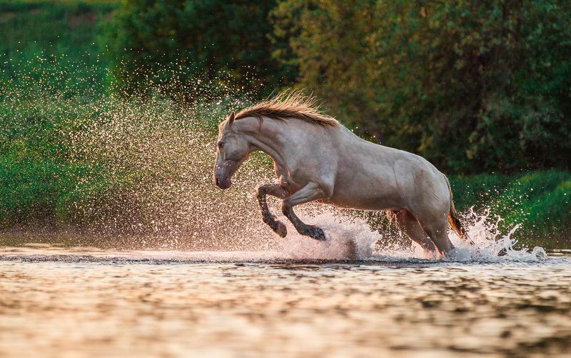 horse, equestrian, лошадь, жеребец Poseidon or notphoto preview