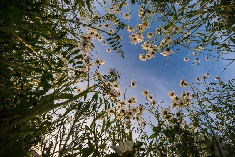 нивяник  Я вижу небо, в нем тишинаphoto preview