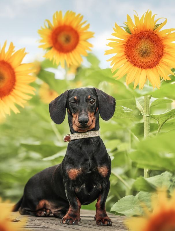 狗 宠物 萌宠 动物 winkphoto preview