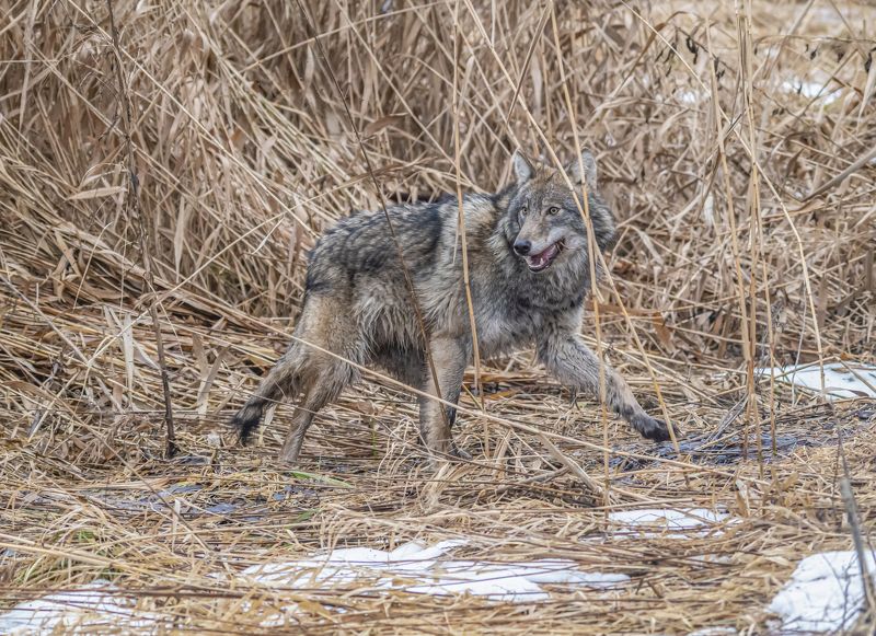 беларусь, красный бор, зима, волк В камышахphoto preview