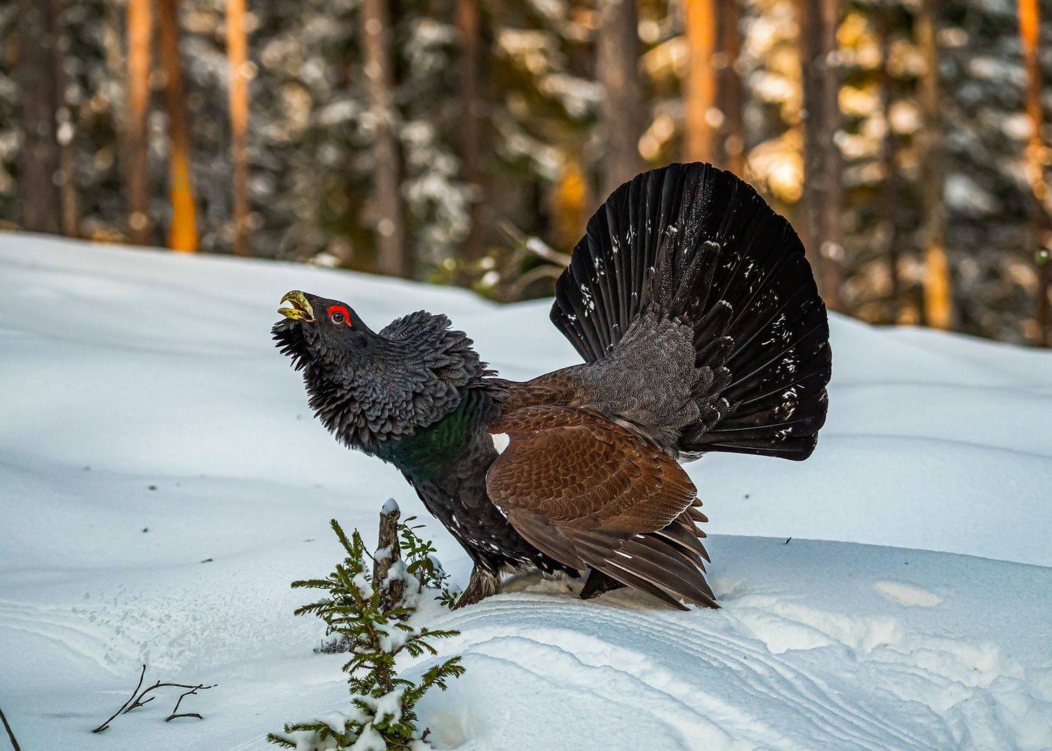 беларусь, красный бор, зима, птицы, глухарь, Савчук Сергей