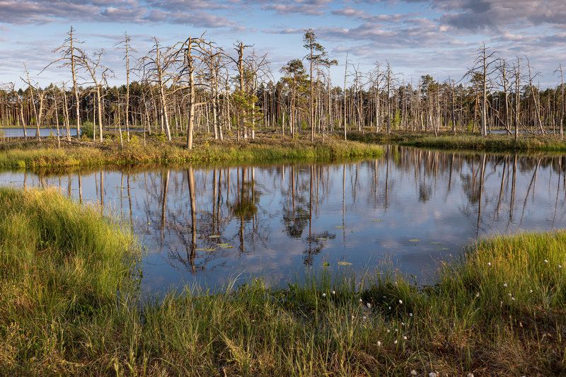 #tireli, #болото, #утро, #туман, #рассвет Вечер на болотеphoto preview