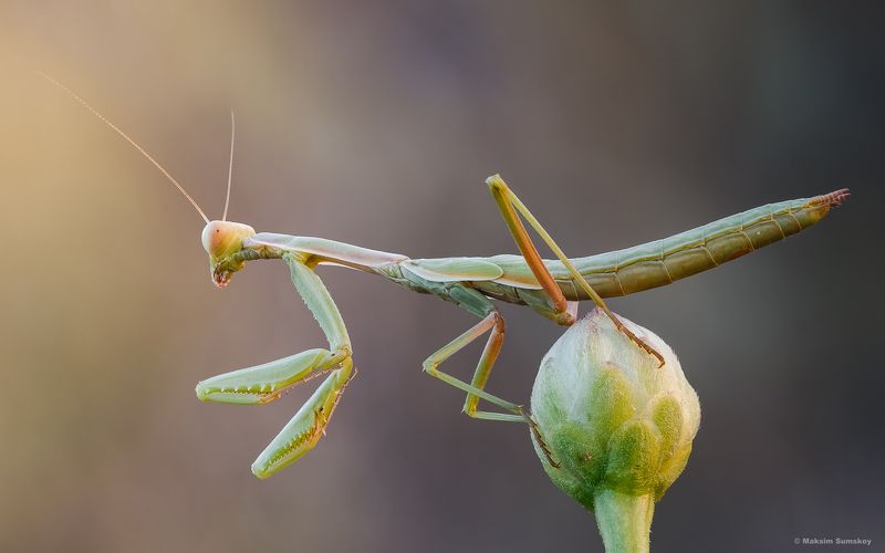 На закатеphoto preview