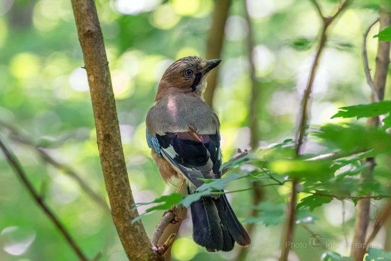 боке, яркое оперение, фотоохота, сойка, соблазнительница, птица, перья, любопытство, кокетка, клюв, кареза, глаз, взгляд, весна, в лесу, анималистика, garrulus glandarius, Сойка кокетка фото превью
