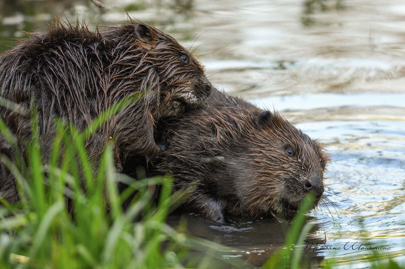 Бобровые нежностиphoto preview