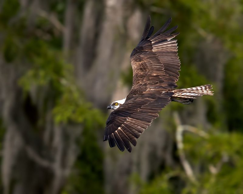 скопа, osprey, florida, флорида, хищные птицы, raptor, wildlife, wild Osprey - Скопаphoto preview
