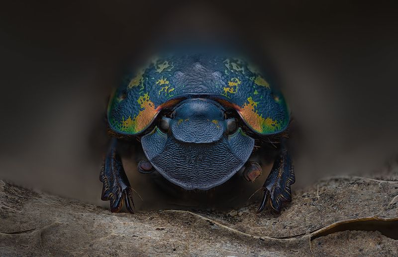 phanaeus, meleagris, minos Phanaeus meleagris minos фото превью