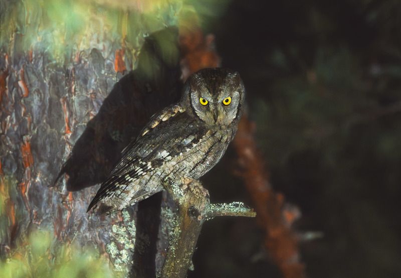 Сова,сплюшка Совиные ночиphoto preview