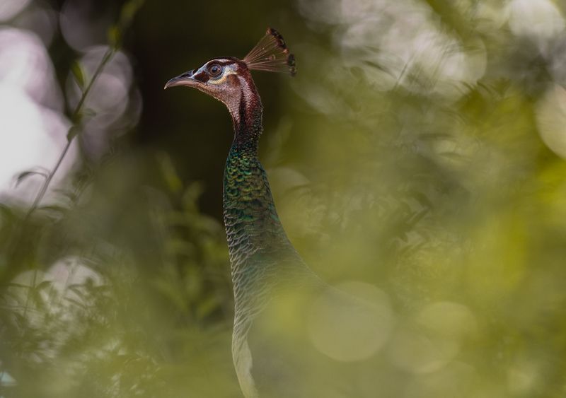 peacock,bird,birds,nikon,wild,water,shadows,lake,pond,flowers,swan,colors,nikon,beauty,nature,animals,eyes,egret,songbird,jungle,white,wings,fly Peahenphoto preview