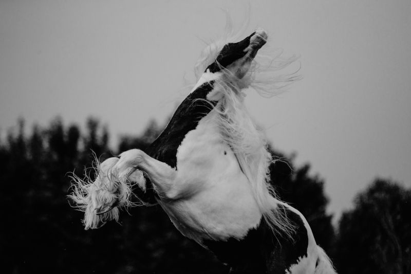 horse лошадь photo preview