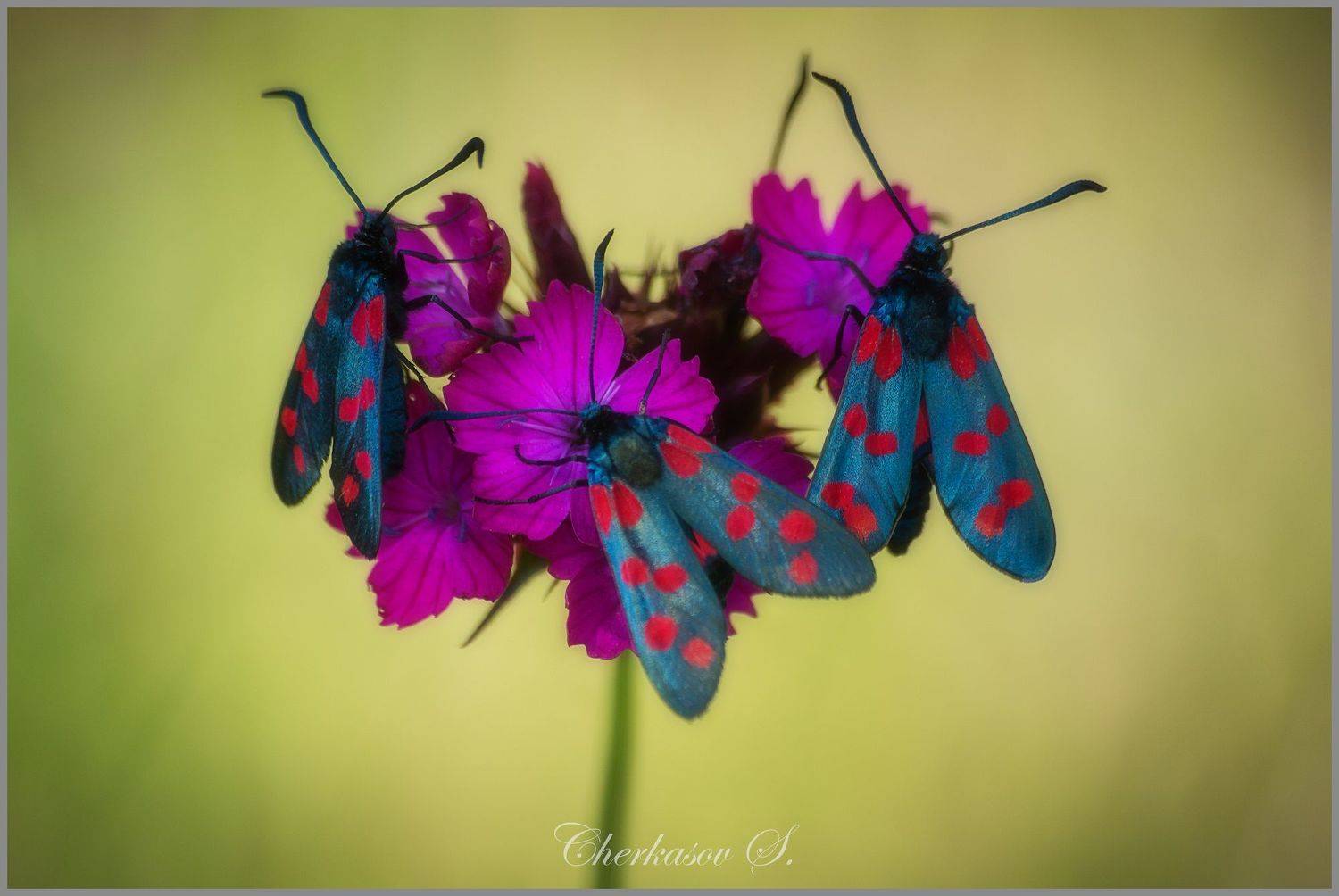 , Черкасов Сергей