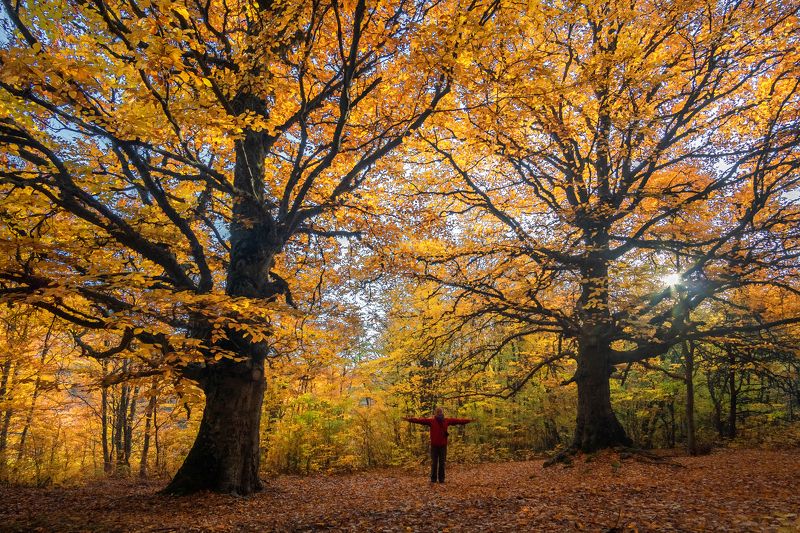 крым, осень, лес Осенний Крымский лес фото превью