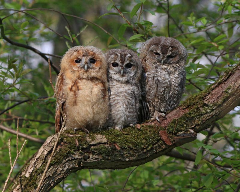 серая неясыть, неясыть, сова, совёнок, совята, strix aluco, tawny owl, owl, парк имени макса ашманна Взгляни на маленьких совятphoto preview