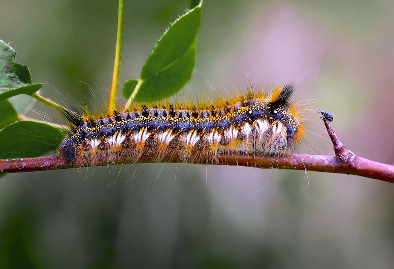 Встретились на узкой дорожкеphoto preview