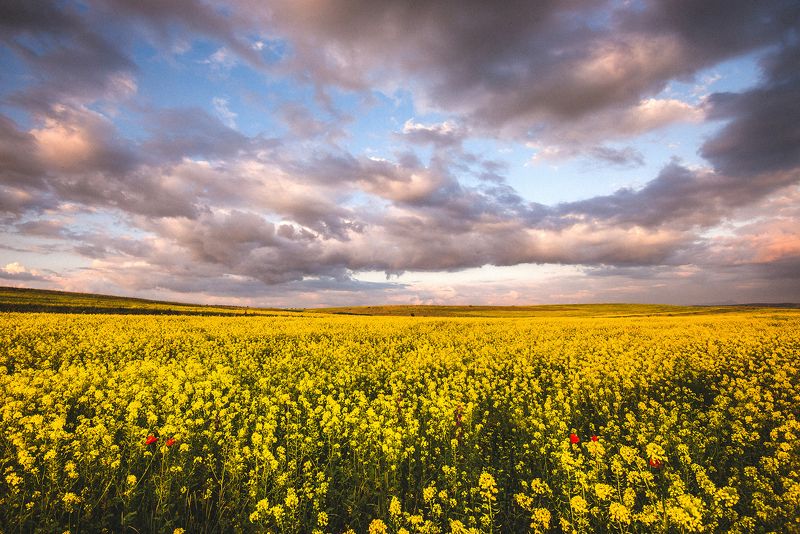 крым Рапсовое полеphoto preview