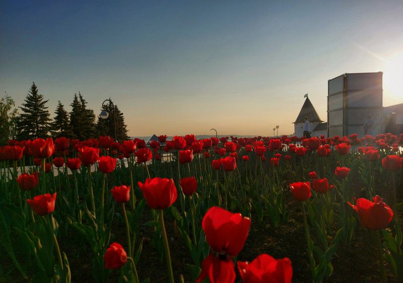 город, кремль, вечер, цветы, закат Вечер в Казаниphoto preview