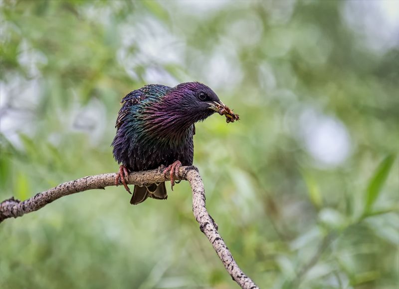 птица, скворец,, добыча, скворушка. фото превью
