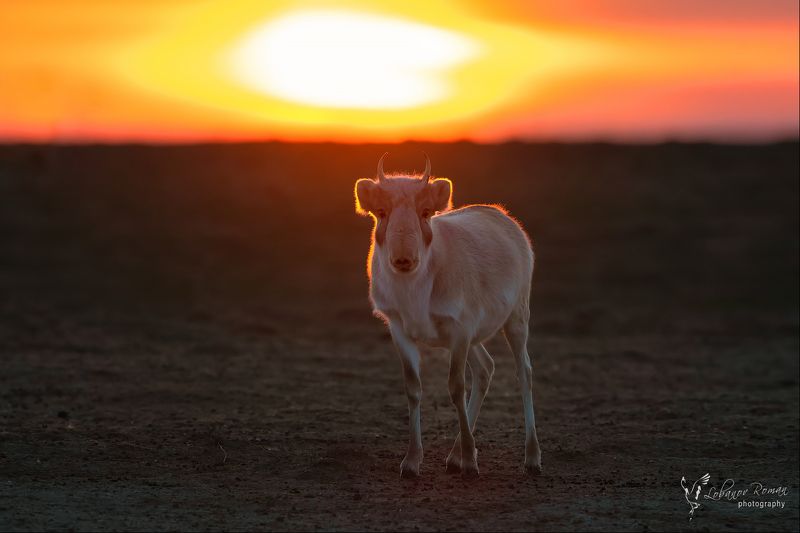 сайгак.заказник * * *photo preview