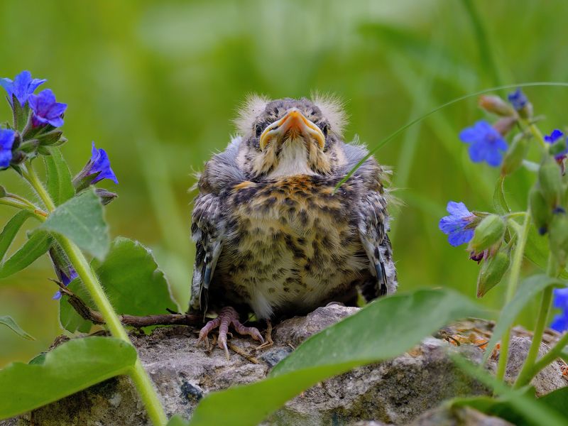 природа, фотоохота, обыкновенный дрозд, птицы, животные, цветы, лето Как прекрасен этот мир, посмотри!photo preview