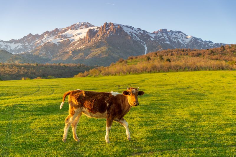 узбекистан, uzbekistan photo preview