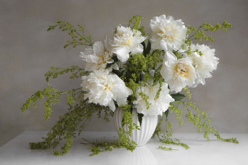 Пионы белыеphoto preview