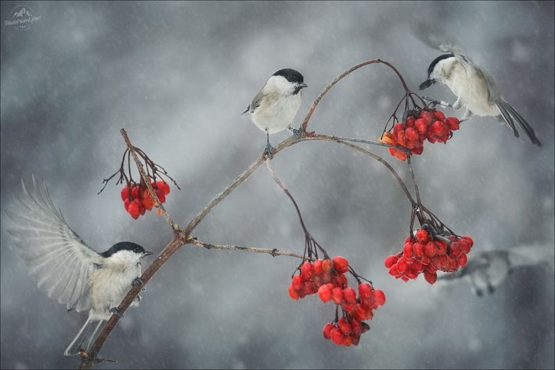 красный бор, фототур в красный бор, беларусь, фотоохота в беларуси Калина красная ..photo preview