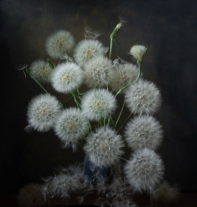 натюрморт, цветы, козлобородник Большие шарыphoto preview