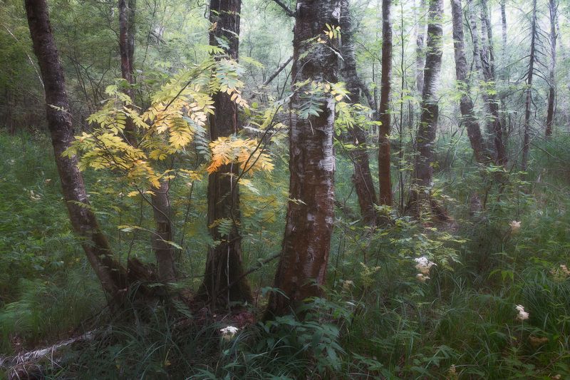 лес, осень, деревья, пейзаж, forest, woodland, trees, landscape, autumn В осеннем лесу фото превью