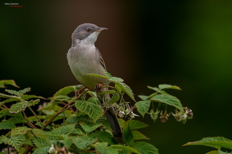 Кареглазаяphoto preview