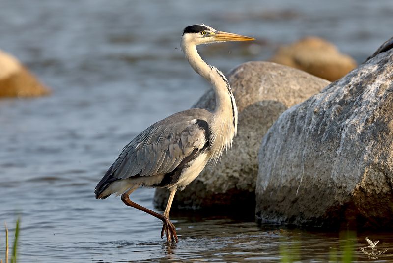 серая цапля. Важной походкой.photo preview