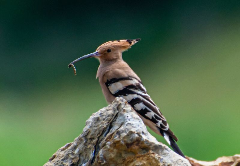 калмыкия. птицы. удод Удодphoto preview