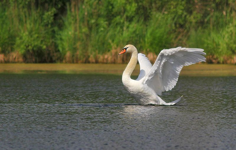лебедьphoto preview