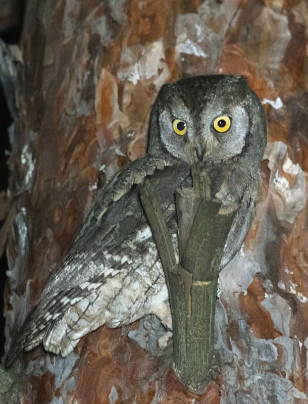 сплюшка, сова, birdwatching сплюшкаphoto preview