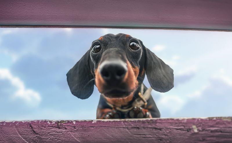 狗 宠物 萌宠 动物 q版狗狗photo preview