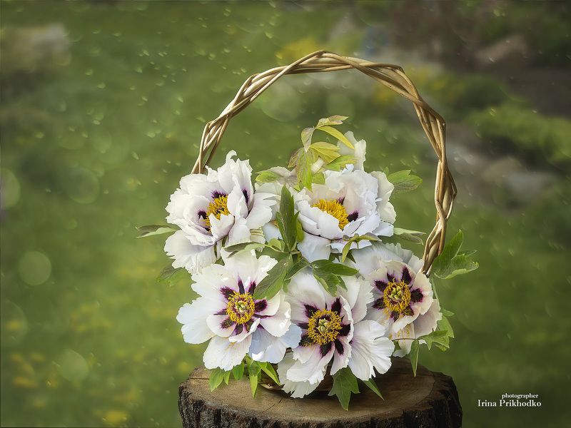натюрморт, цветы, пленэр, древовидные пионы Корзинка с древовидными пионами на лужайкеphoto preview
