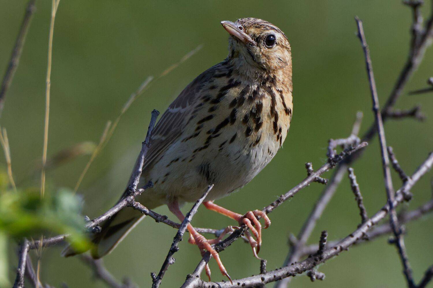 Лесной конёк. Автор: Гильманов Артур , Гильманов Артур