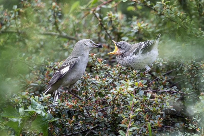 Mockingbird feeding youngphoto preview
