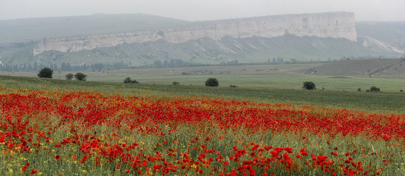 Цвет июняphoto preview