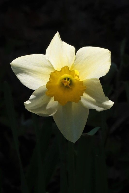 весна,цветок,нарцисс Солнечный нарцисс фото превью