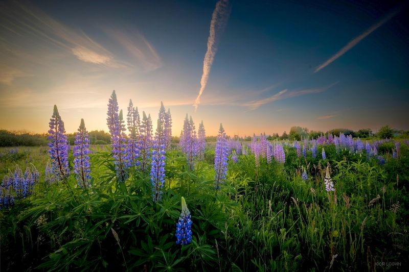 Lublinekphoto preview