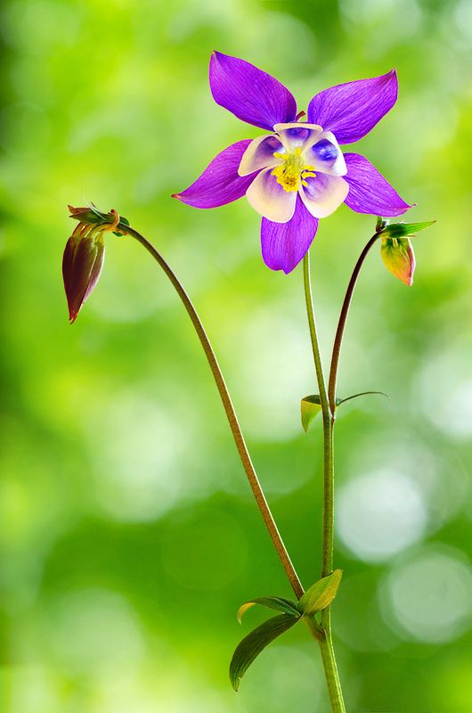 aquilegia, close-up, color, colors, color image, columbine, flower, flowers, green, macro, nature, photograph, photography, plant, plants, purple, spring, springtime, Smiling Columbinephoto preview