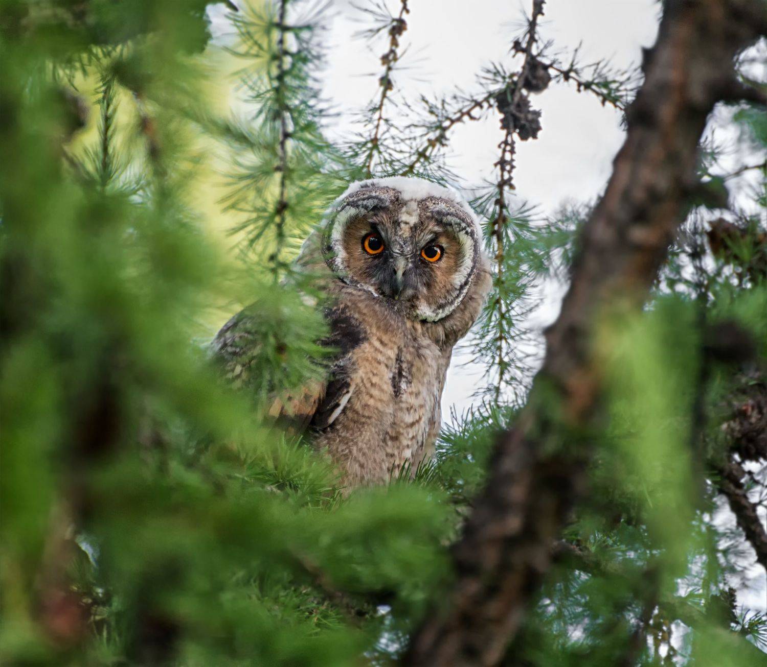птица, ушастая сова, лес,, Марина Мочалова