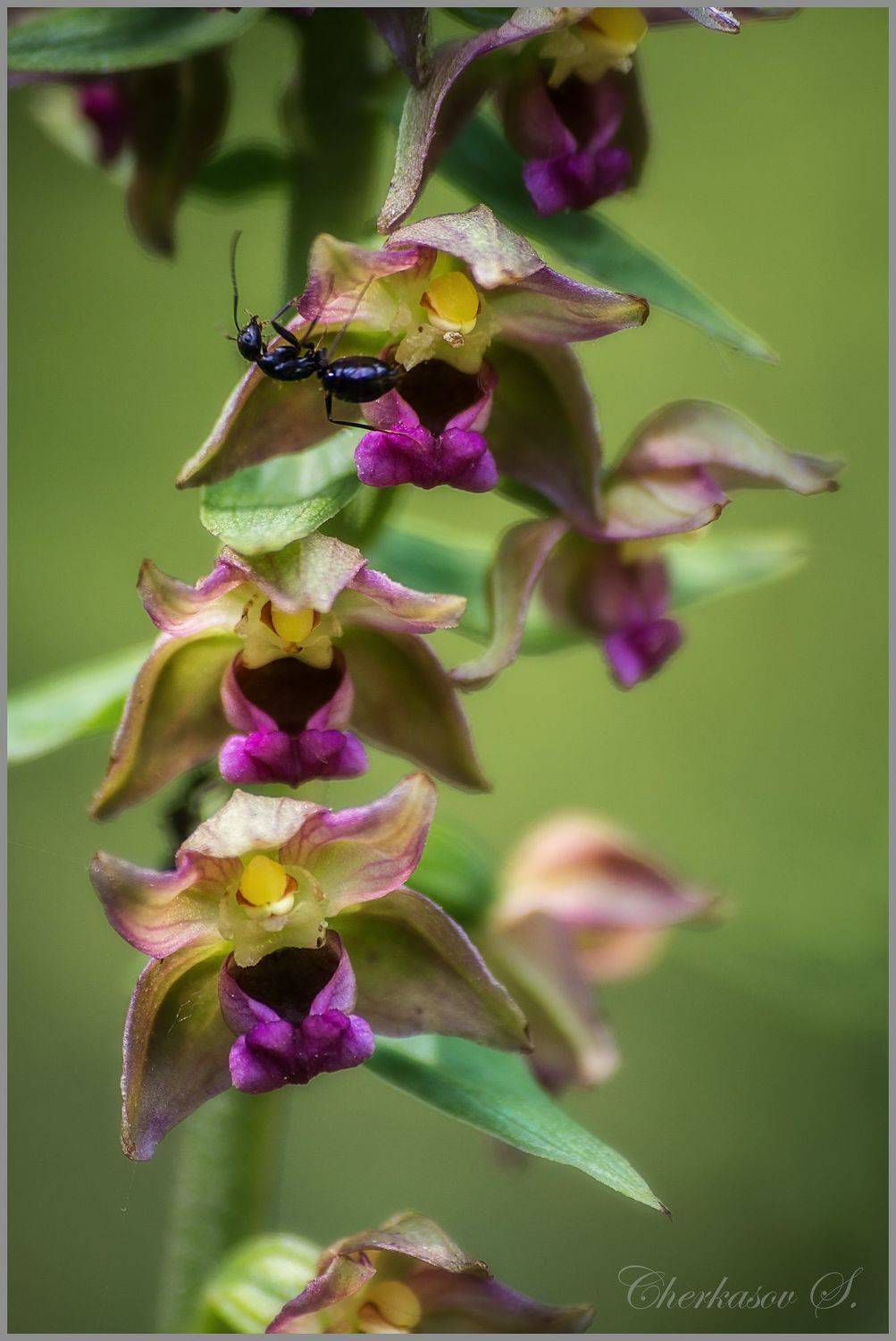 Автор: Черкасов Сергей крым, орхидеи крыма, дикая орхидея, орхидея,, Черкасов Сергей