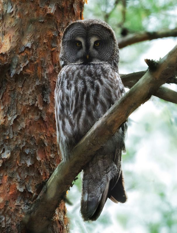 Бородатая неясыть, сова, Birdwatching Бородатая неясытьphoto preview